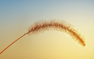 Distribució de gasoil a domicili per a vehicles agrícoles