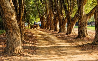 Quins són els millors models de tractors a Girona?